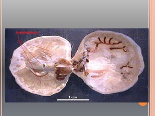 Brachiopoda