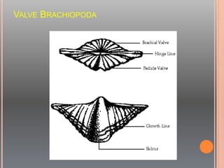 VALVE BRACHIOPODA
 