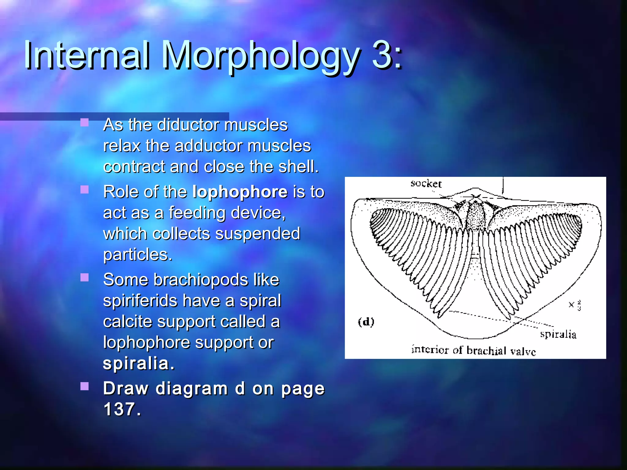 Brachiopods PPT