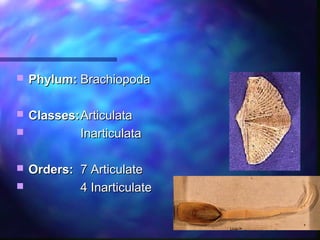  Phylum:Phylum: BrachiopodaBrachiopoda
 Classes:Classes:ArticulataArticulata
 InarticulataInarticulata
  
 Orders:Orders: 7 Articulate 7 Articulate 
 4 Inarticulate4 Inarticulate
 