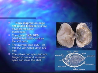Orthis Shell Brachiopods | PPT