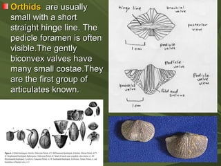 Orthis Shell Brachiopods | PPT