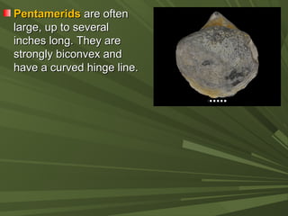 PentameridsPentamerids are oftenare often
large, up to severallarge, up to several
inches long. They areinches long. They are
strongly biconvex andstrongly biconvex and
have a curved hinge line.have a curved hinge line.
 