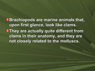 Brachiopods are marine animals that,Brachiopods are marine animals that,
upon first glance, look like clams.upon first glance, look like clams.
They are actually quite different fromThey are actually quite different from
clams in their anatomy, and they areclams in their anatomy, and they are
not closely related to the molluscs.not closely related to the molluscs.
 