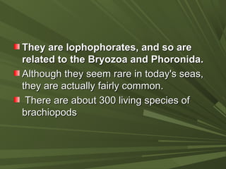 They are lophophorates, and so areThey are lophophorates, and so are
related to the Bryozoa and Phoronida.related to the Bryozoa and Phoronida.
Although they seem rare in today's seas,Although they seem rare in today's seas,
they are actually fairly common.they are actually fairly common.
There are about 300 living species ofThere are about 300 living species of
brachiopodsbrachiopods
 
