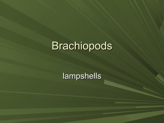 BrachiopodsBrachiopods
lampshellslampshells
 