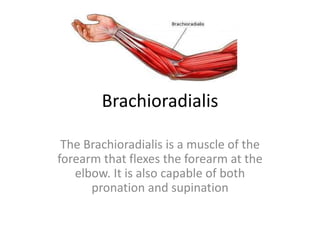 Brachioradialis
The Brachioradialis is a muscle of the
forearm that flexes the forearm at the
elbow. It is also capable of both
pronation and supination
 