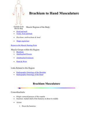 Brachium to Hand Musculature
Muscle Regions of the Body:
• Head and neck
• Trunk, front and back
• Brachium, antibrachium & hand
• Thigh, leg & foot
Return to the Muscle Starting Point
Muscle Groups within this Region:
• Brachium
• Antebrachial Flexors
• Antebrachial Extensors
• Hand & Wrist
Links Related to this Region:
• Radiographic Osteology of the Shoulder
• Radiographic Osteology of the Hand
Brachium Musculature
Coracobrachialis
• Origin: coracoid process of the scapula
• Insertion: medial shaft of the humerus at about its middle
• Action:
1. flexes the humerus
 
