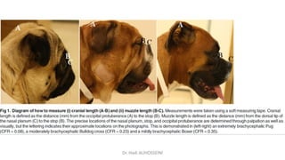 Dr. Hadi ALİHOSSEİNİ
 