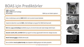 BOAS için Prediktörler
1.Craniofacial Ratios (CFR)
2.Neck Grith Ratio (NGR)
3.Neck length ratio (NLR)
4.Eye width ratio (EWR)
5.Skull index (SI)
6.body condition scores
(BCS)
EWR ve SI (PUG)
NGR ve NLR (French bulldog)
SI (bulldogs) BOAS için artı faktöri gösterir.
Artan mutlak boyun çevresi (NGR) BOAS riski ile anlamlı olarak ilişkiliydi.
Yapılanma ölçümleri arasında NGR, erkek Bulldoglar için geçerli bir BOAS belirleyicisidir.
BCS Obez pugs and bulldoglarda BOAS oluşumu ile önemli derecede ilişkili olduğu bildirilmiştir.
Stenotic nostrils, BCS, and NGR BOAS için geçerli ve kolay uygulanabilir tahminler olduğu bulundu.
Nostril stenosis güçlü bir BOAS tahmincidir.
Burun delikleri orta ila şiddetli darlığı olan köpeklerin BOAS gelişme riski daha yüksektir.
Dr. Hadi ALİHOSSEİNİ
 