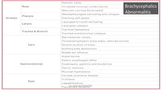 Brachycephalics
Abnormalitis
Dr. Hadi ALİHOSSEİNİ
 