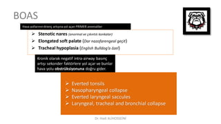 BOAS
 Stenotic nares (anormal ve çıkıntılı konkalar)
 Elongated soft palate (Dar nazofarengeal geçit)
 Tracheal hypoplasia (English Bulldog’a özel)
Hava yollarınındrienç artışına yol açan PRİMER anomaliler
Kronik olarak negatif intra-airway basınç
artışı sekonder faktörlere yol açar ve bunlar
hava yolu obstrüksiyonuna doğru gider.
 Everted tonsils
 Nasopharyngeal collapse
 Everted laryngeal saccules
 Laryngeal, tracheal and bronchial collapse
Dr. Hadi ALİHOSSEİNİ
 