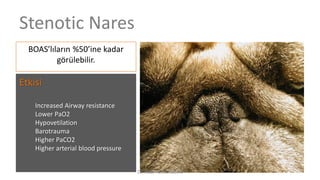 Stenotic Nares
BOAS’lıların %50’ine kadar
görülebilir.
Etkisi
Increased Airway resistance
Lower PaO2
Hypovetilation
Barotrauma
Higher PaCO2
Higher arterial blood pressure
Dr. Hadi ALİHOSSEİNİ
 