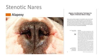 Stenotic Nares
Alapexy
Dr. Hadi ALİHOSSEİNİ
 