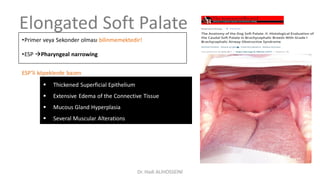 Elongated Soft Palate
•Primer veya Sekonder olması bilinmemektedir!
•ESP Pharyngeal narrowing
 Thickened Superficial Epithelium
 Extensive Edema of the Connective Tissue
 Mucous Gland Hyperplasia
 Several Muscular Alterations
ESP’li köpeklerde bazen
Dr. Hadi ALİHOSSEİNİ
 