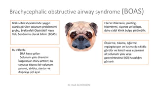 Brachycephalic obstructive airway syndrome (BOAS)
Brakisefali köpeklerinde yaygın
olarak görülen solunum problemleri
grubu, Brakisefali Obstrüktif Hava
Yolu Sendromu olarak bilinir (BOAS).
Ezersiz itoleransı, panting,
hipertermi, siyanoz ve kollaps,
daha ciddi klinik bulgu görülebilir.
Bu ırklarda
DAR hava yolları
Solunum yolu direncini
İnspiratuar eforu arttırır; bu
sonuçta tıkayıcı bir solunum
paterni, stridor, stertor ve
dispneye yol açar.
Öksürme, tıkama, öğürme,
regürgitasyon ve kusma da sıklıkla
görülür ve ikincil veya eşzamanlı
alt solunum yolu veya
gastrointestinal (GI) hastalığını
gösterir.
Dr. Hadi ALİHOSSEİNİ
 