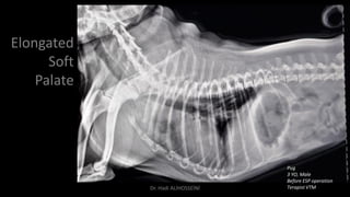 Elongated
Soft
Palate
Pug
3 YO, Male
Before ESP operation
Terapist VTMDr. Hadi ALİHOSSEİNİ
 