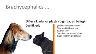 Brachycephalics ...
Diğer ırklarla karşılaştırıldığında, en belirgin
özellikleri;  Çocuksu özelliklere sahipler
 Nispeten küçük kafa tası
 Yuvarlak surat
 Öne çıkan dışa vurmuş gözler
 Birçok sahibleri için çekiciler
Dr. Hadi ALİHOSSEİNİ
 
