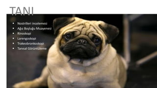  Nostrilleri incelemesi
 Ağız Boşluğu Muayenesi
 Rinoskopi
 Larengoskopi
 Trakeobronkoskopi
 Tanısal Görüntüleme
TANI
Dr. Hadi ALİHOSSEİNİ
 