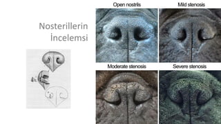 Nosterillerin
İncelemsi
Dr. Hadi ALİHOSSEİNİ
 