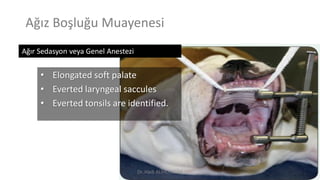 Ağız Boşluğu Muayenesi
• Elongated soft palate
• Everted laryngeal saccules
• Everted tonsils are identified.
Ağır Sedasyon veya Genel Anestezi
Dr. Hadi ALİHOSSEİNİ
 