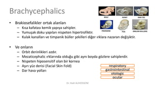 Brachycephalics
• Brakiosefalikler ortak alanları
– Kısa kafatası kemik yapıya sahipler.
– Yumuşak doku yapıları nispeten hipertrofiktir.
– Kulak kanalları ve timpanik büller şekilleri diğer ırklara nazaran değişiktir.
• Ve onların
– Orbit derinlikleri azdır.
– Mezaticephalic ırklarında olduğu gibi aynı boyda gözlere sahiplerdir.
– Nispeten hiposensitif olan bir kornea
– Aşırı yüz derisi (Facial Skin Fold)
– Dar hava yolları
respiratory
otologic
gastrointestinal
ocular
Dr. Hadi ALİHOSSEİNİ
 