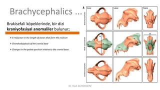 Brachycephalics ...
Brakisefali köpeklerinde, bir dizi
kraniyofasiyal anomaliler bulunur;
A reduction in the length of bones that form the rostrum
Chondrodysplasia of the cranial base
Changes in the palate position relative to the cranial base.
Dr. Hadi ALİHOSSEİNİ
 