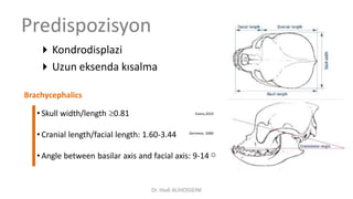 Predispozisyon
Kondrodisplazi
Uzun eksenda kısalma
Brachycephalics
• Skull width/length 0.81
• Cranial length/facial length: 1.60-3.44
• Angle between basilar axis and facial axis: 9-14
Evans,2010
Germans, 2006
Dr. Hadi ALİHOSSEİNİ
 
