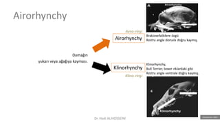 Airorhynchy
Damağın
yukarı veya ağağıya kayması.
Airorhynchy
Klinorhynchy
Klinorhynchy,
Bull Terrier, boxer ırklardaki gibi
Rostra angle ventrale doğru kaymış.
Brakiosefaliklere özgü
Rostra angle dorsala doğru kaymış.
(Nussbaumer 1982).
Aero-rinşi
Klino-rinşi
Dr. Hadi ALİHOSSEİNİ
 