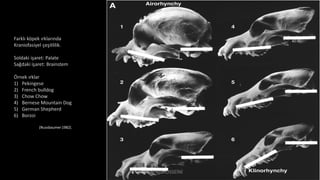 Farklı köpek ırklarında
Kraniofasiyel çeşitlilik.
Soldaki işaret: Palate
Sağdaki işaret: Brainstem
Örnek ırklar
1) Pekingese
2) French bulldog
3) Chow Chow
4) Bernese Mountain Dog
5) German Shepherd
6) Borzoi
(Nussbaumer1982).
Dr. Hadi ALİHOSSEİNİ
 