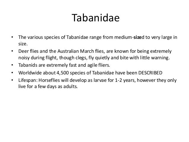 horse fly lifespan