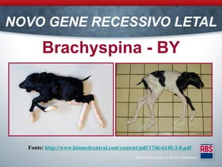 NOVO GENE RECESSIVO LETAL
       Brachyspina - BY




  Fonte: http://www.biomedcentral.com/content/pdf/1746-6148-3-8.pdf
 
