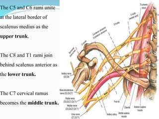 Bracial plexus injury localization and management | PPTX