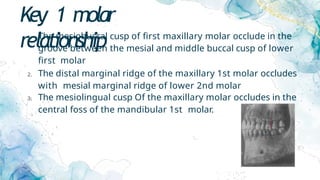 Key 1 molar
relationship
1. The mesiobuccal cusp of first maxillary molar occlude in the
groove between the mesial and middle buccal cusp of lower
first molar
2. The distal marginal ridge of the maxillary 1st molar occludes
with mesial marginal ridge of lower 2nd molar
3. The mesiolingual cusp Of the maxillary molar occludes in the
central foss of the mandibular 1st molar.
 