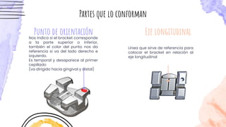 Punto de orientación
Nos indica si el bracket corresponde
a la parte superior o inferior,
también el color del punto nos da
referencia si va del lado derecho e
izquierdo.
Es temporal y desaparece al primer
cepillado
(va dirigido hacia gingival y distal)
Eje longitudinal
Partes que lo conforman
Línea que sirve de referencia para
colocar el bracket en relación al
eje longitudinal
 