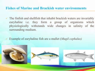 Brackish Water Definition, Environment & Fishes - Lesson