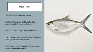 brackish water fishes breeding......pptx
