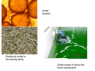 mullet
                       oocytes




Postlarval mullet in
the rearing tanks.

                                 Outlet screen fi xed to the
                                 larval rearing tank
 