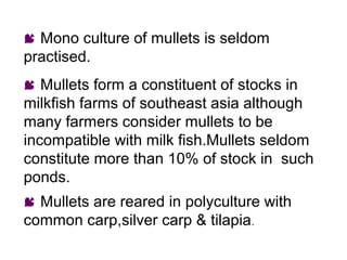  Mono culture of mullets is seldom
practised.
 Mullets form a constituent of stocks in
milkfish farms of southeast asia although
many farmers consider mullets to be
incompatible with milk fish.Mullets seldom
constitute more than 10% of stock in such
ponds.
 Mullets are reared in polyculture with
common carp,silver carp & tilapia.
 