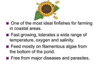  One of the most ideal finfishes for farming
 in coastal areas.
 Fast growing, tolerates a wide range of
 temperature, oxygen and salinity.
 Feed mostly on filamentous algae from
 the bottom of the pond.
 Free from major diseases and parasites.
 