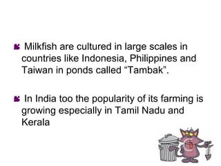  Milkfish are cultured in large scales in
 countries like Indonesia, Philippines and
 Taiwan in ponds called “Tambak”.

 In India too the popularity of its farming is
 growing especially in Tamil Nadu and
 Kerala
 