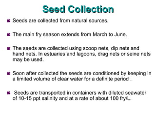 Seed Collection
 Seeds are collected from natural sources.

 The main fry season extends from March to June.

 The seeds are collected using scoop nets, dip nets and
  hand nets. In estuaries and lagoons, drag nets or seine nets
  may be used.

 Soon after collected the seeds are conditioned by keeping in
  a limited volume of clear water for a definite period .

 Seeds are transported in containers with diluted seawater
  of 10-15 ppt salinity and at a rate of about 100 fry/L.
 