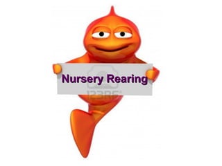 Nursery Rearing
 