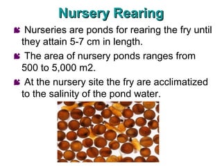Nursery Rearing
 Nurseries are ponds for rearing the fry until
 they attain 5-7 cm in length.
 The area of nursery ponds ranges from
 500 to 5,000 m2.
 At the nursery site the fry are acclimatized
 to the salinity of the pond water.
 