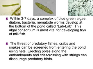  Within 3-7 days, a complex of blue green algae,
 diatom, bacteria, nematode worms develop at
 the bottom of the pond called “Lab-Lab”. This
 algal consortium is most vital for developing frys
 of milkfish.

 The threat of predatory fishes, crabs and
 snakes can be screened from entering the pond
 using nets. Erecting poles along the
 embankments and crisscrossing with strings can
 discourage predatory birds.
 
