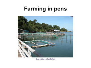 Farming in pens
 