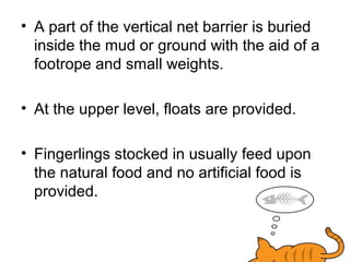 • A part of the vertical net barrier is buried
  inside the mud or ground with the aid of a
  footrope and small weights.

• At the upper level, floats are provided.

• Fingerlings stocked in usually feed upon
  the natural food and no artificial food is
  provided.
 