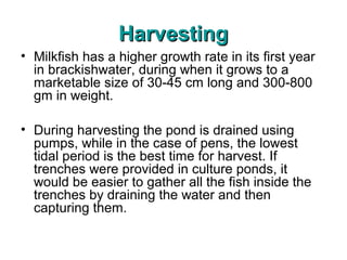 Harvesting
• Milkfish has a higher growth rate in its first year
  in brackishwater, during when it grows to a
  marketable size of 30-45 cm long and 300-800
  gm in weight.

• During harvesting the pond is drained using
  pumps, while in the case of pens, the lowest
  tidal period is the best time for harvest. If
  trenches were provided in culture ponds, it
  would be easier to gather all the fish inside the
  trenches by draining the water and then
  capturing them.
 