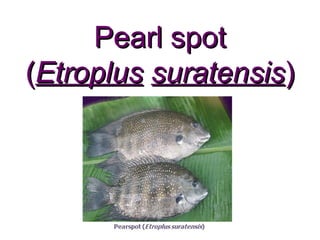 Pearl spot
(Etroplus suratensis)
 