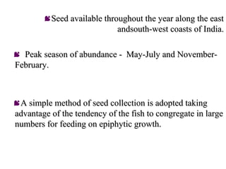 Seed available throughout the year along the east
                            andsouth-west coasts of India.

 Peak season of abundance - May-July and November-
February.



A simple method of seed collection is adopted taking
advantage of the tendency of the fish to congregate in large
numbers for feeding on epiphytic growth.
 